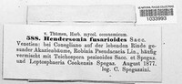 Scolicosporium pauciseptatum image